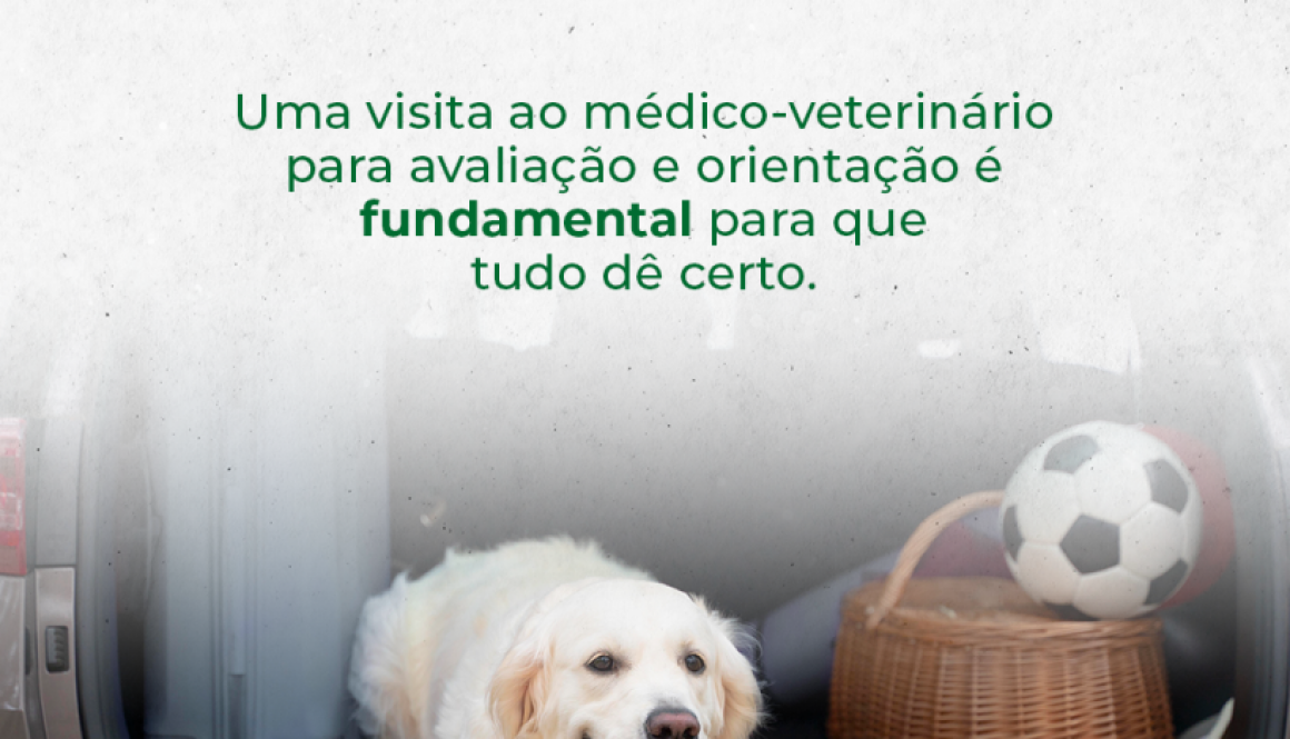 Viagem_com_Animal-feed